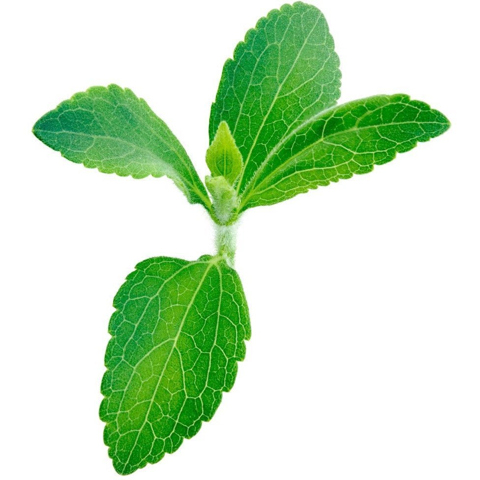 Stevia - Sweet Leaf - AgriTech North - AgriTech North