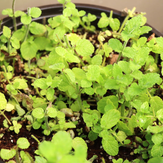 Mint - Apple - Fresh Harvest Herb