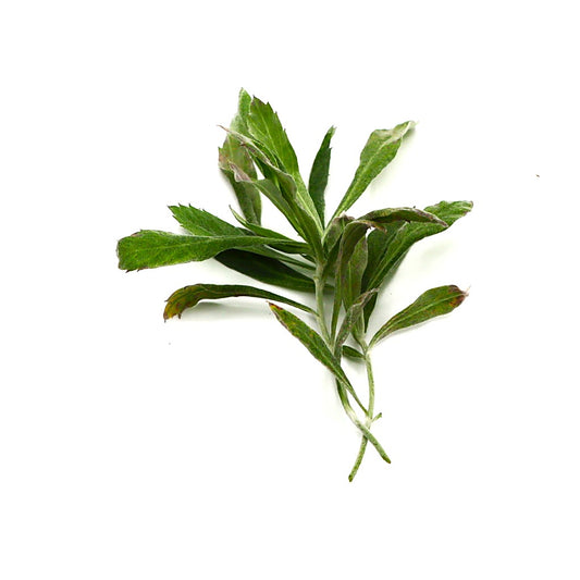 Sage - Prairie - Fresh Harvest Herb