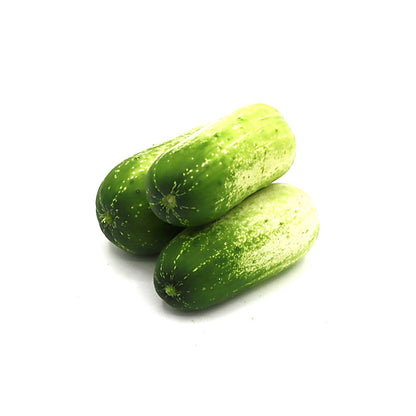 Cucumber - Quirk - Fresh Harvest Fruiting Crop