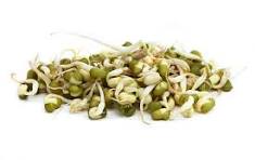 Shoots - Mung Bean Sprouts