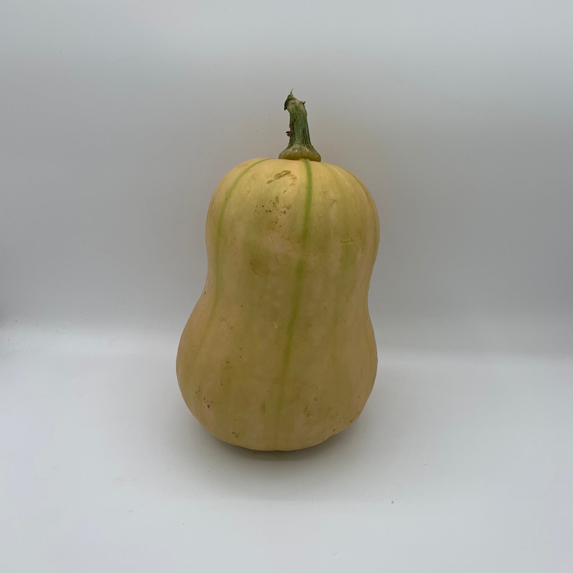 Squash - Gerber Farms - AgriTech North
