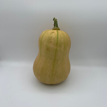 Squash - Gerber Farms - AgriTech North