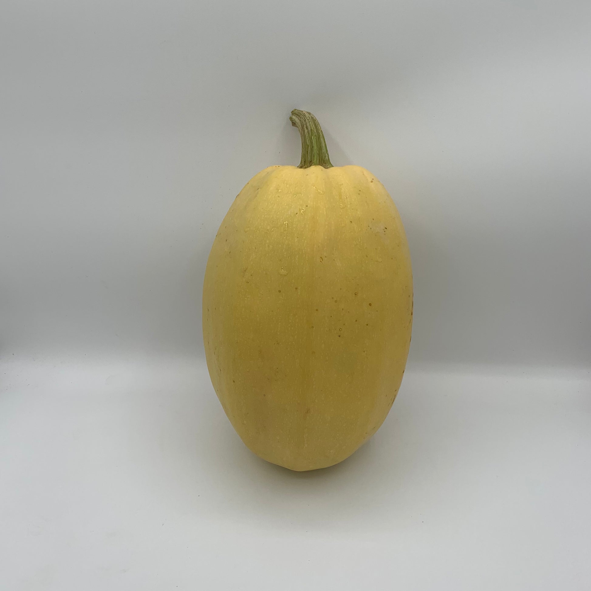 Squash - Gerber Farms - AgriTech North