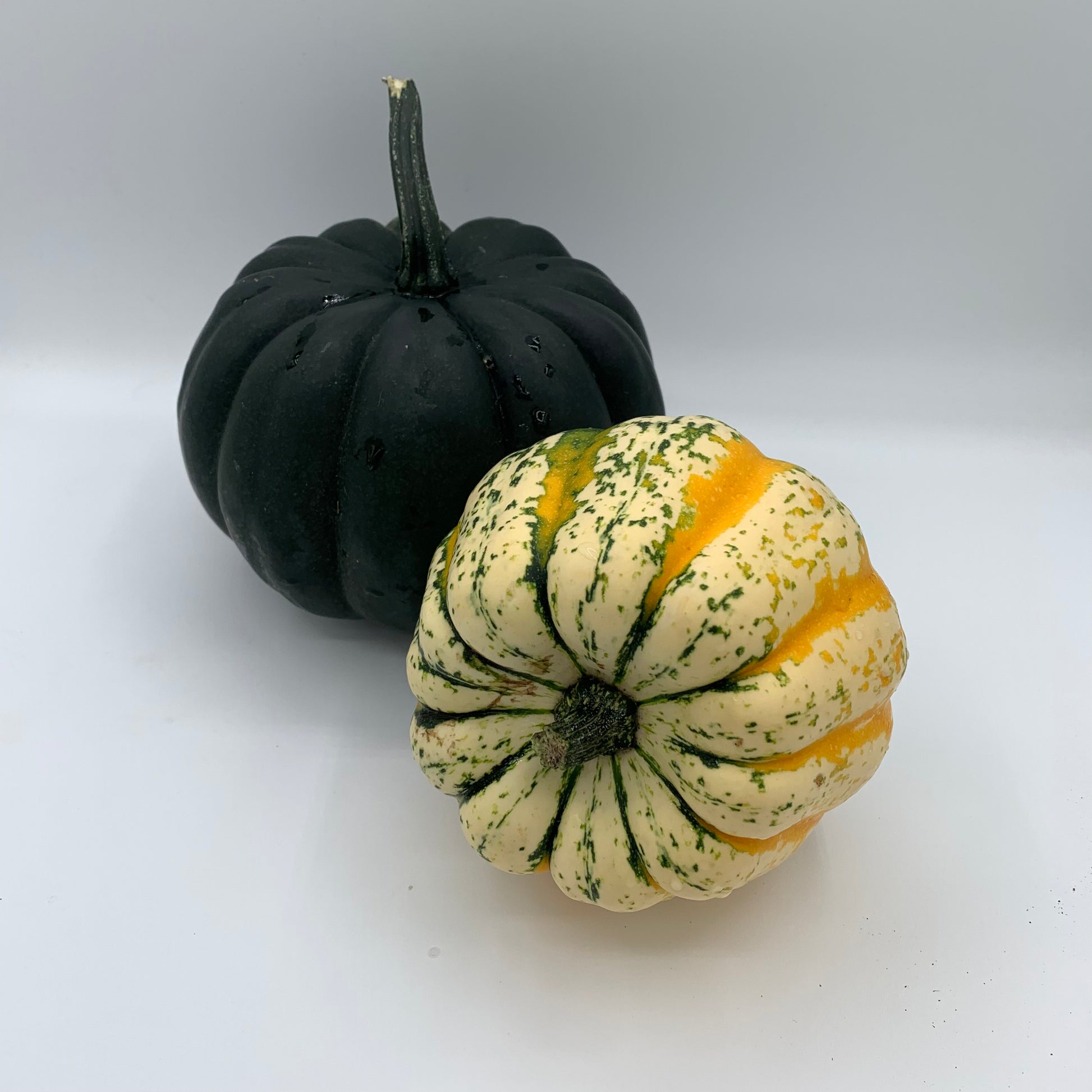 Squash - Gerber Farms - AgriTech North