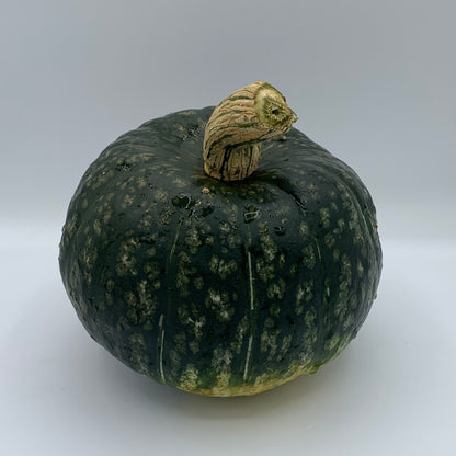 Squash - Gerber Farms - AgriTech North