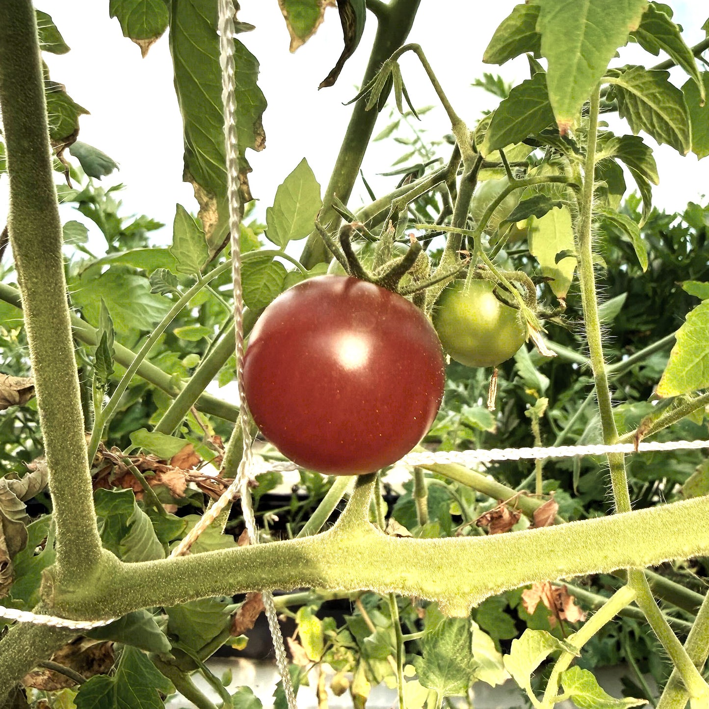 Tomatoes - Black Cherry - Fresh Harvest Fruiting Crop
