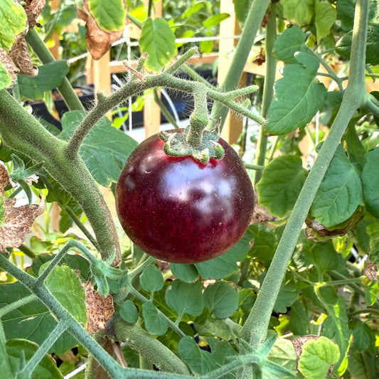 Tomatoes - Black Strawberry Cherry - Fresh Harvest Fruiting Crop