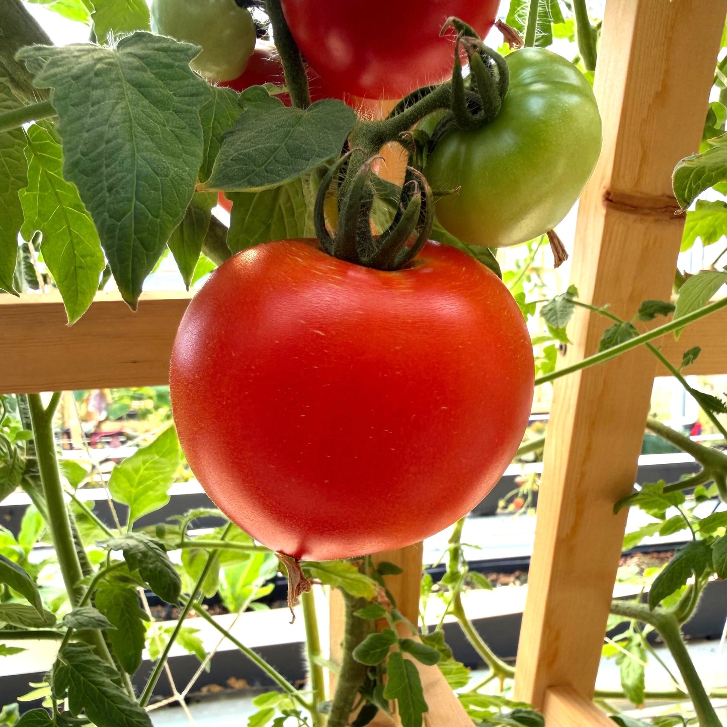 Tomatoes - Celebrity Plus - Fresh Harvest Fruiting Crop