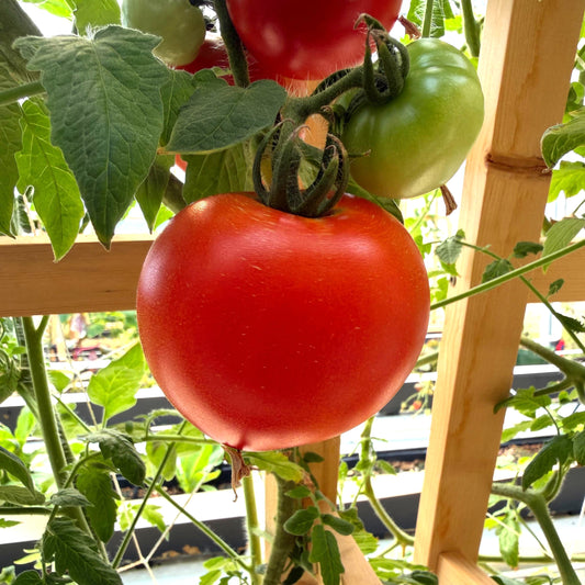 Tomatoes - Celebrity Plus - Fresh Harvest Fruiting Crop