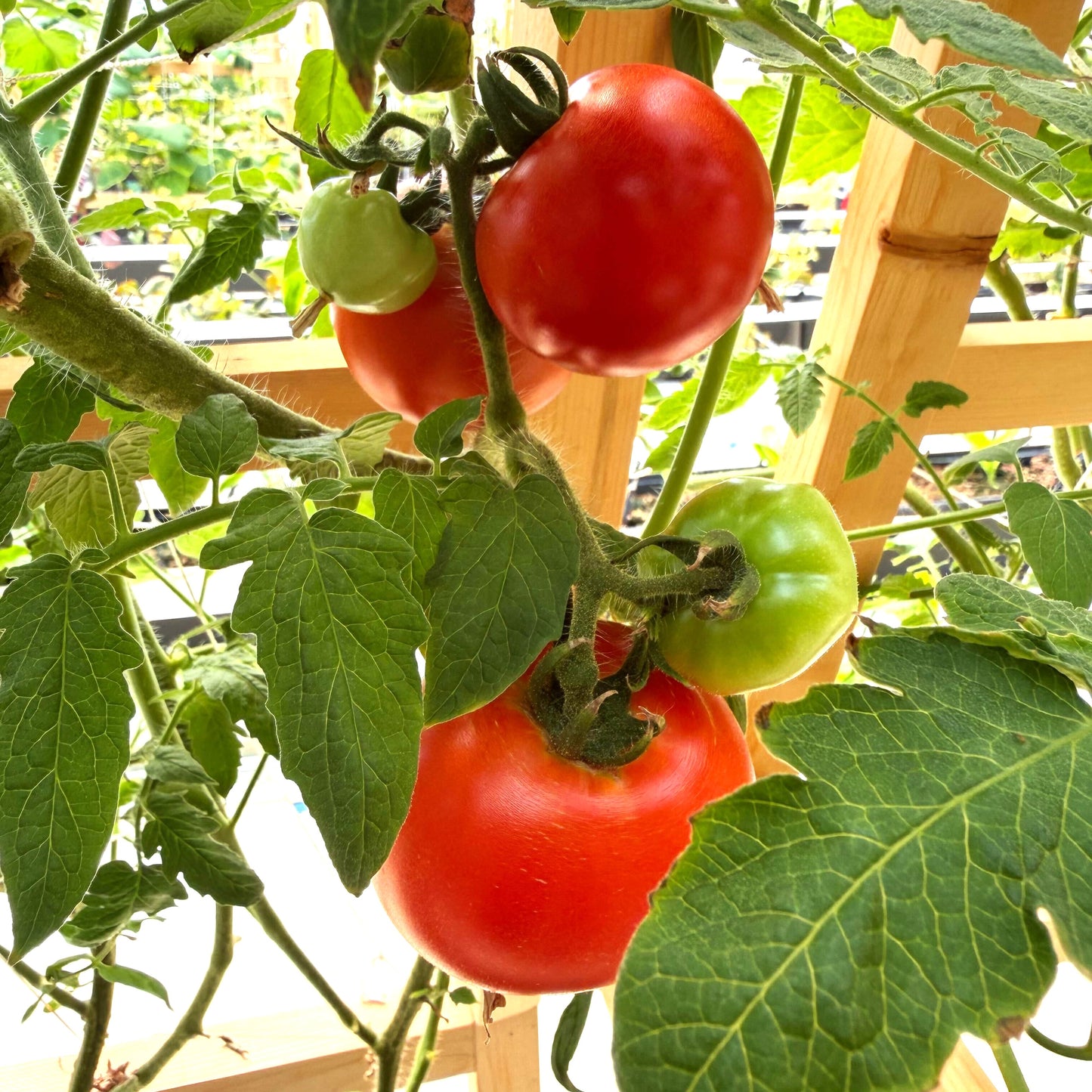 Tomatoes - Celebrity Plus - Fresh Harvest Fruiting Crop