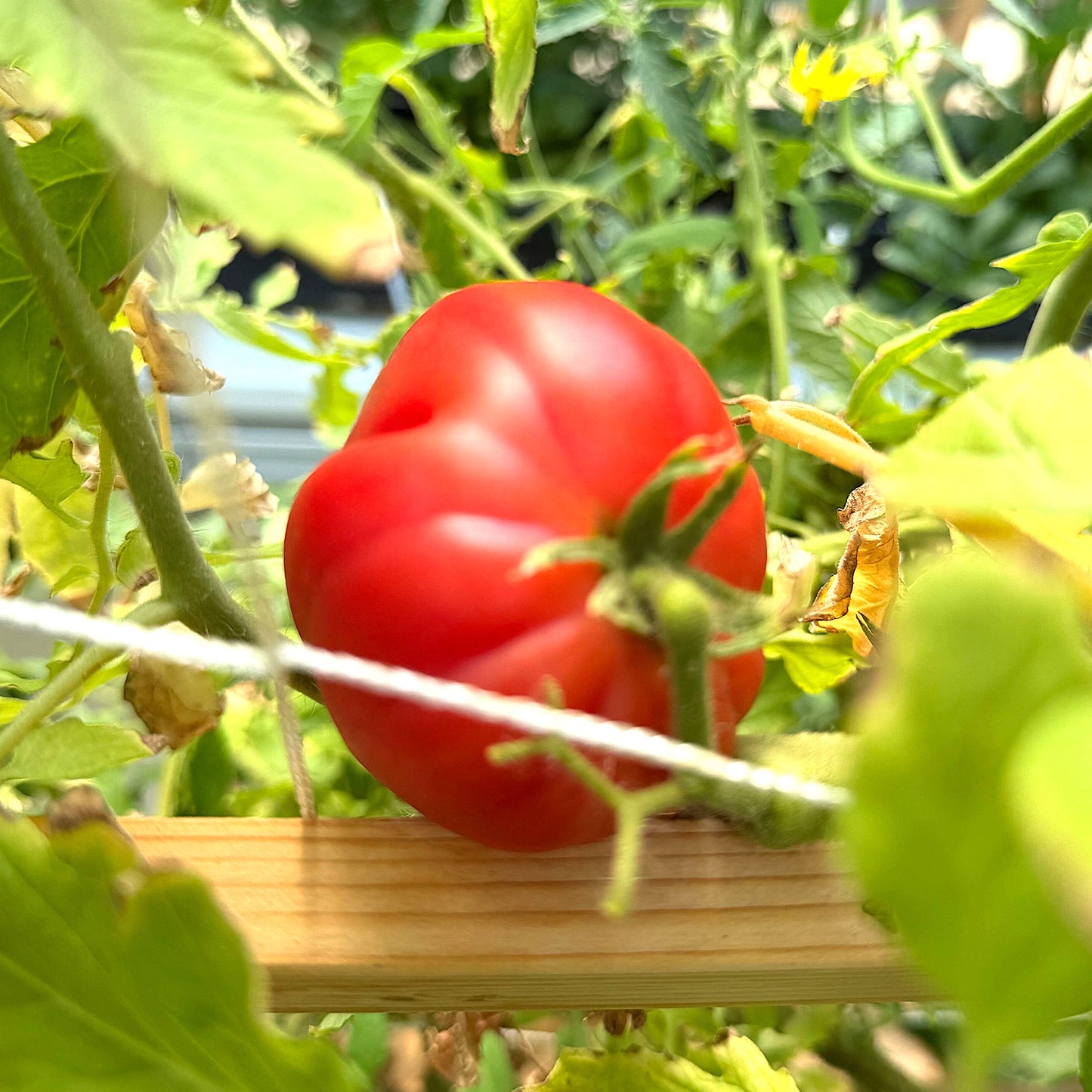 Tomatoes - Cuore Di Bue - Fresh Harvest Fruiting Crop