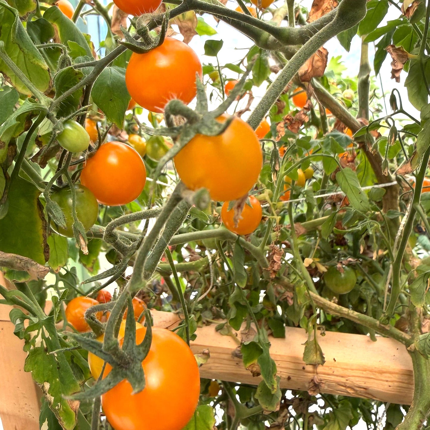 Tomatoes - Gold Nugget Cherry - Fresh Harvest Fruiting Crop