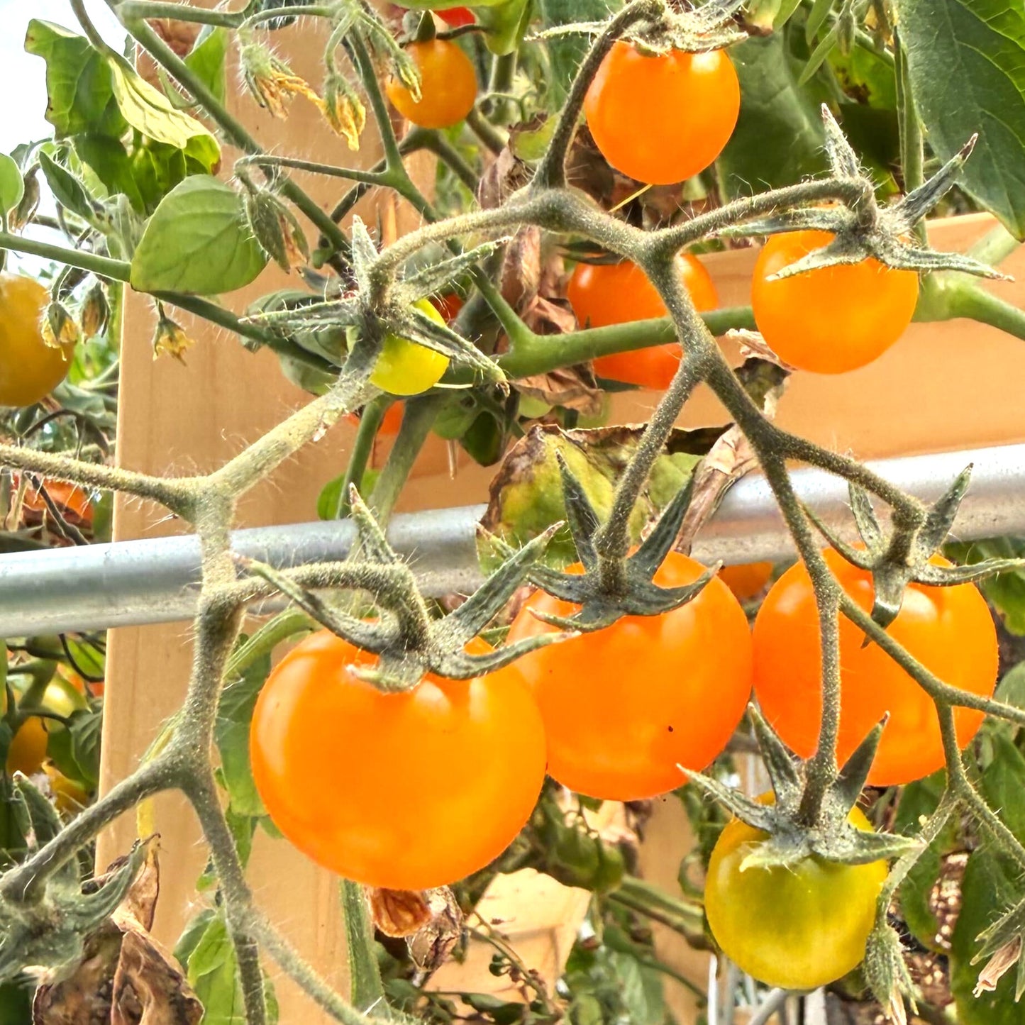 Tomatoes - Gold Nugget Cherry - Fresh Harvest Fruiting Crop