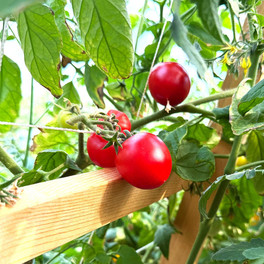 Tomatoes - Red Racer Cherry - Fresh Harvest Fruiting Crop