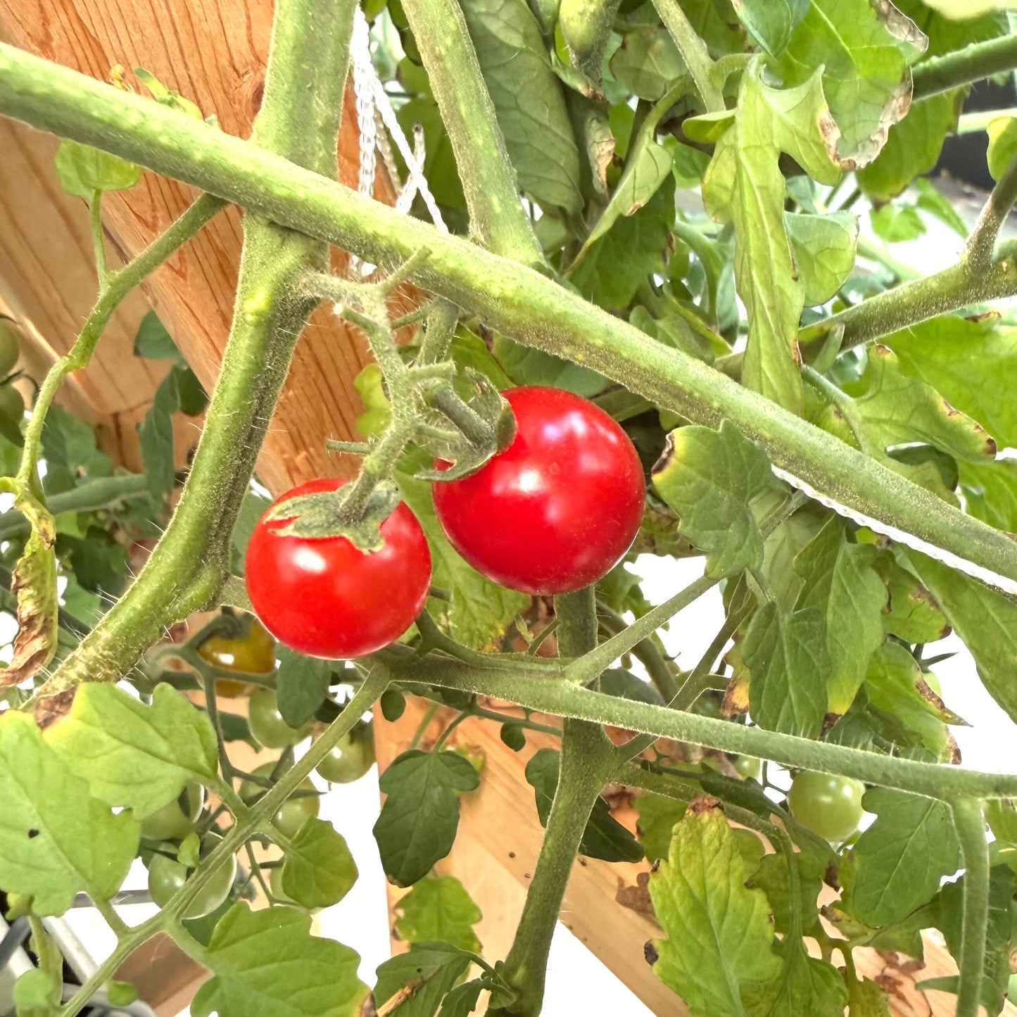 Tomato - Sweet Aperitif Cherry - Fresh Fruiting Crop