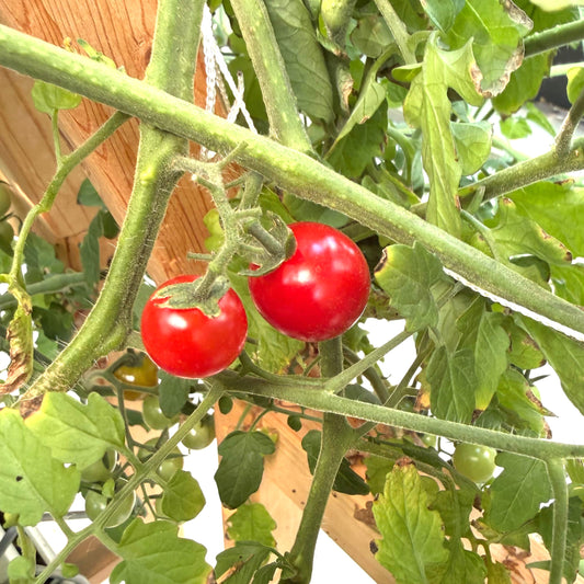 Tomatoes - Sweet Aperitif Cherry - Fresh Fruiting Crop