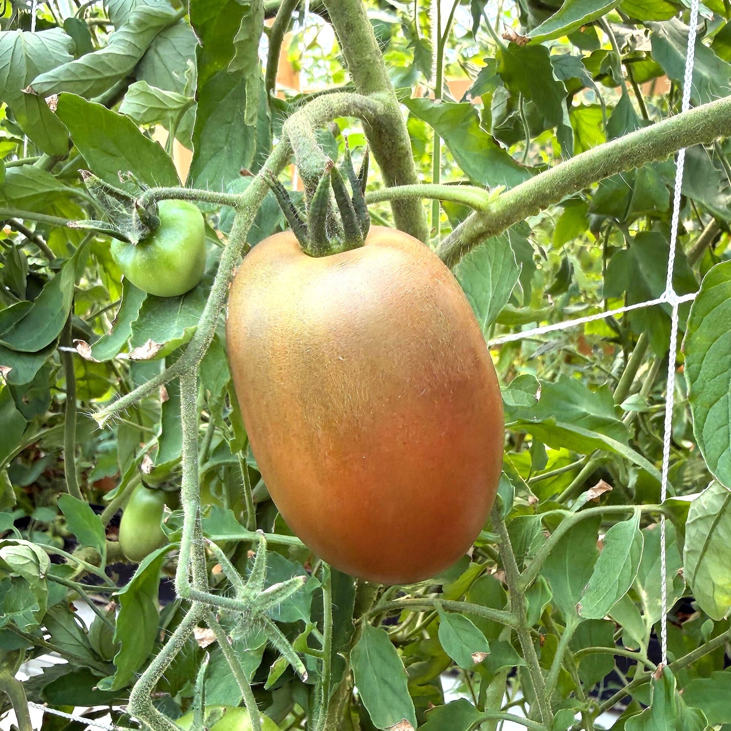 Tomatoes - Ukrainian Purple Plum - Fresh Harvest Fruiting Crop