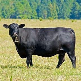 Black Angus Beef - Rocking K Ranch - AgriTech North