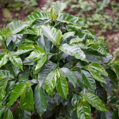 Coffee - Colombia - Excelso Gran Galope - Cauca - 454g - Wholebean | Rose N Crantz