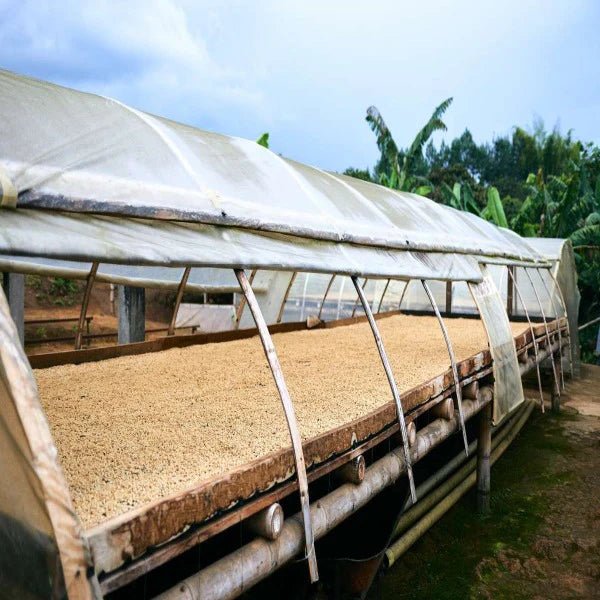 Coffee - Colombia - Excelso Gran Galope - Cauca - 454g - Wholebean | Rose N Crantz