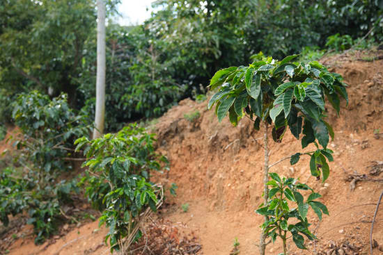 Coffee - Costa Rica - Cafe Vida - Central Valley - 454g - Wholebean | Rose N Crantz
