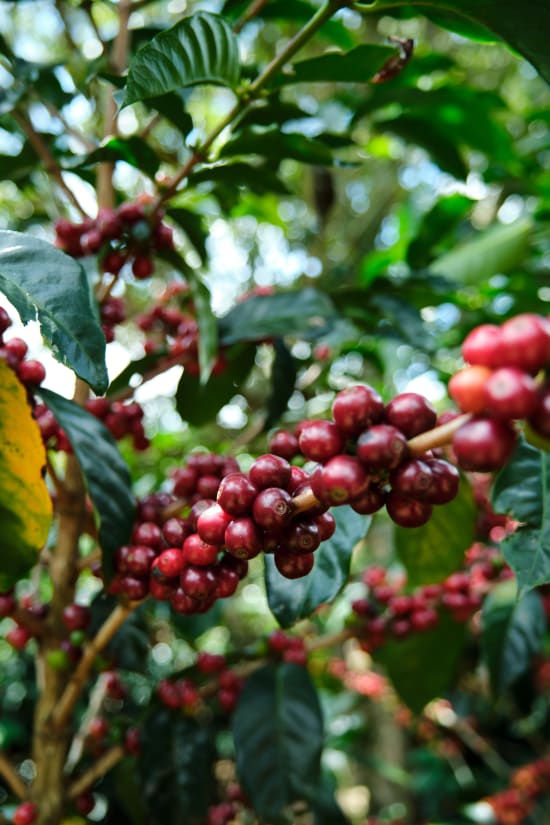 Coffee - Costa Rica - Cafe Vida - Central Valley - 454g - Wholebean | Rose N Crantz