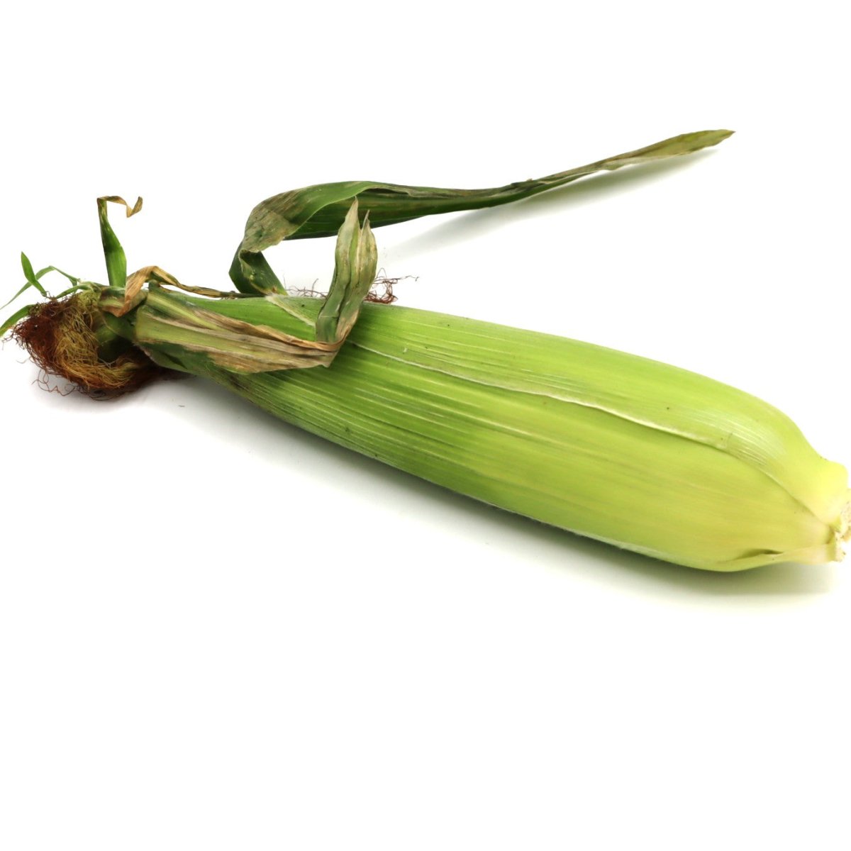Corn - Gerber Farms - AgriTech North
