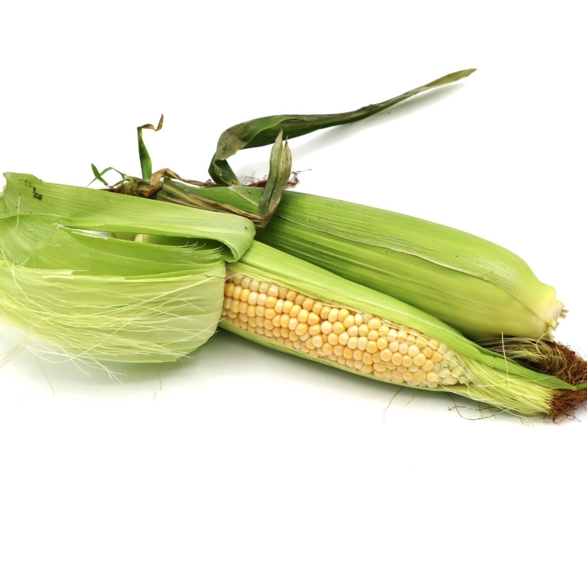 Corn - Gerber Farms - AgriTech North