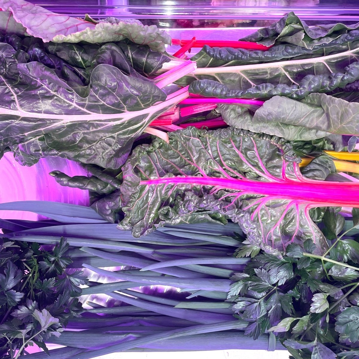 Discovery Box - Various - AgriTech North