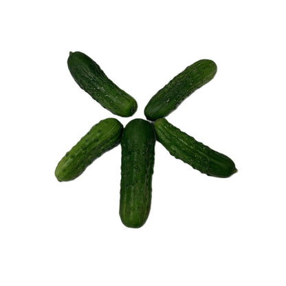 Field Cucumbers - Gerber Farms - AgriTech North