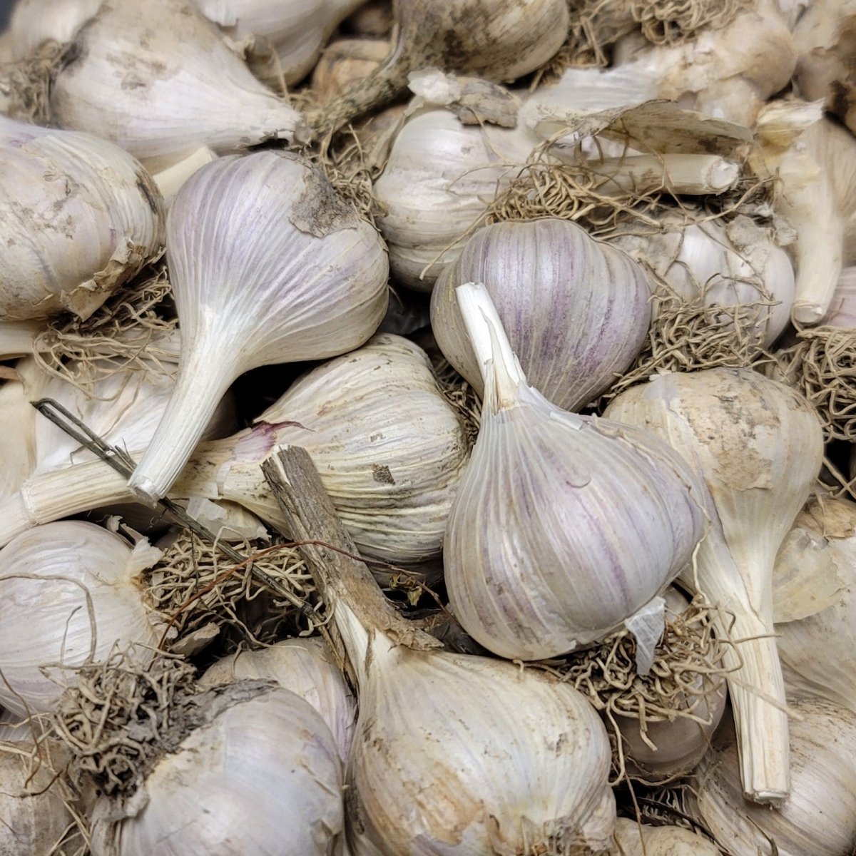Garlic Bulbs - Gerber Farms - AgriTech North