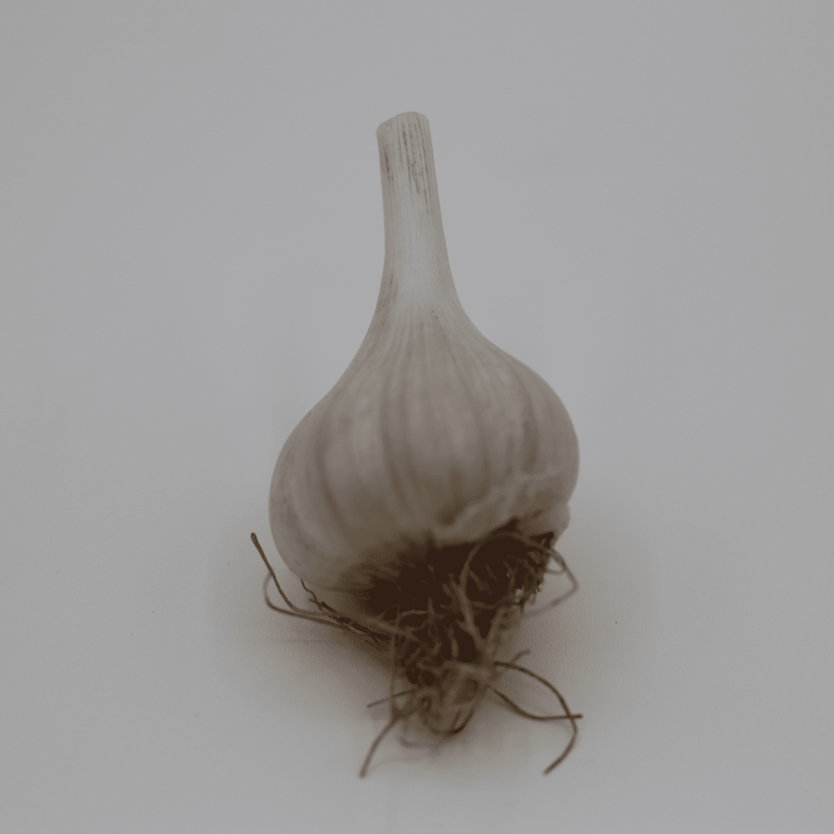 Garlic Bulbs - Gerber Farms - AgriTech North