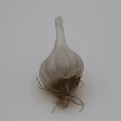 Garlic Bulbs - Gerber Farms - AgriTech North