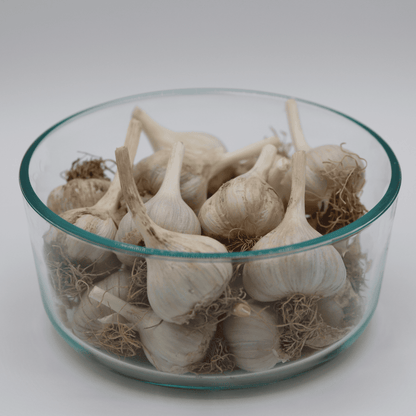 Garlic Bulbs - Gerber Farms - AgriTech North