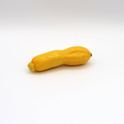Golden Squash - Fresh Harvest Fruiting Crop - AgriTech North