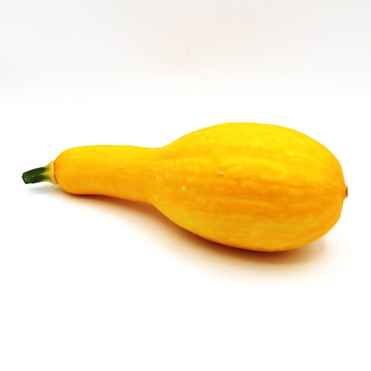 Golden Squash - Fresh Harvest Fruiting Crop - AgriTech North