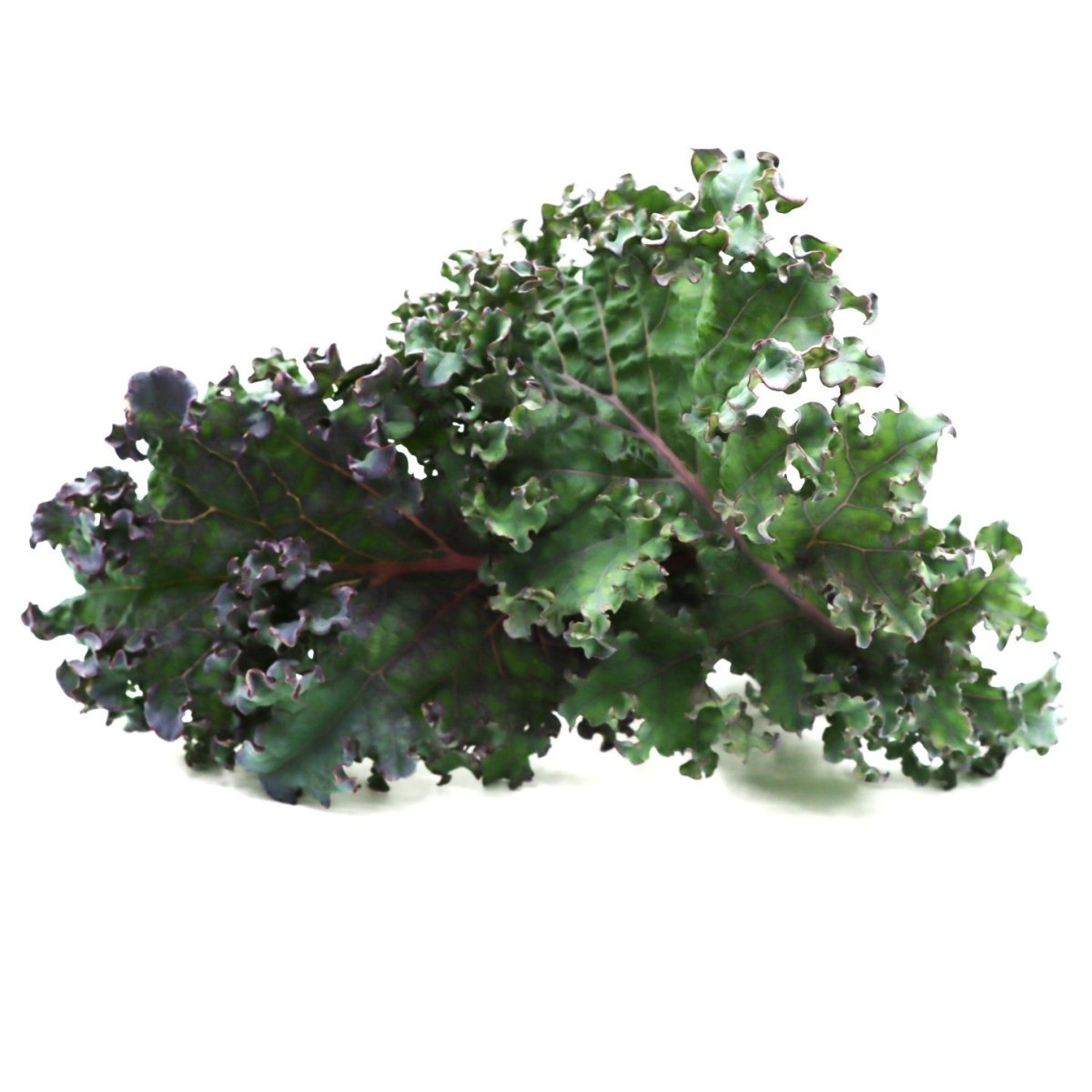 Kale - Medusa - Fresh Harvest Green - AgriTech North