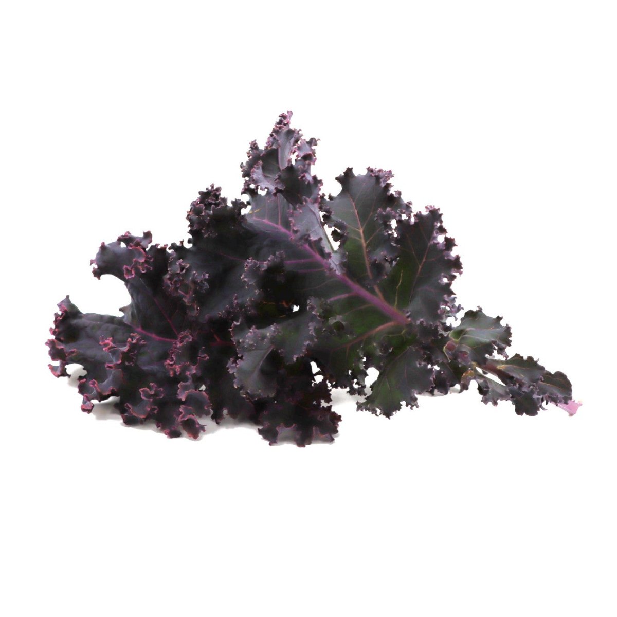 Kale - Redbor - Fresh Harvest Green - AgriTech North