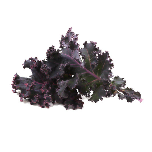 Kale - Redbor - Fresh Harvest Green - AgriTech North