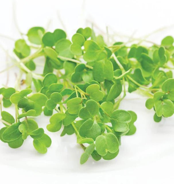 Arugula - Fresh Harvest Micros - AgriTech North