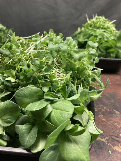 Farmer's Mix - Fresh Harvest Micro - AgriTech North