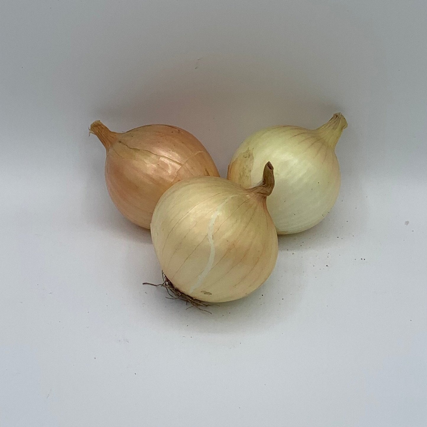 Onions (Med. Size approx. 200g each) - Gerber Farms - AgriTech North