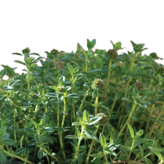 Savory - Winter - Fresh Harvested Herb - AgriTech North