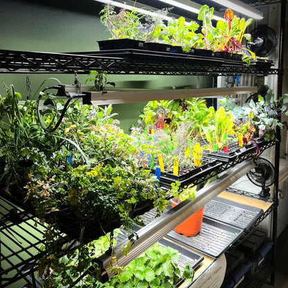 Seedling - AgriTech North