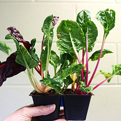 Seedling - AgriTech North