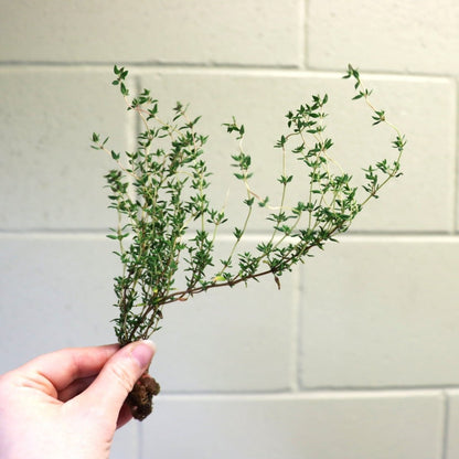 Seedling - AgriTech North