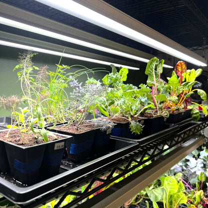 Seedling - AgriTech North