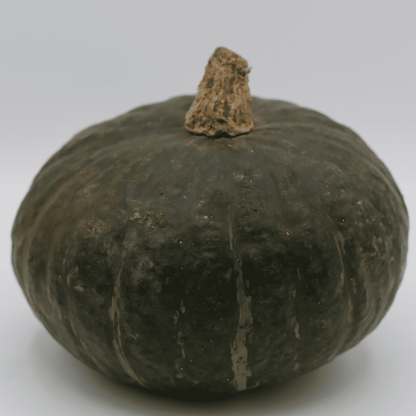 Squash - Gerber Farms - AgriTech North