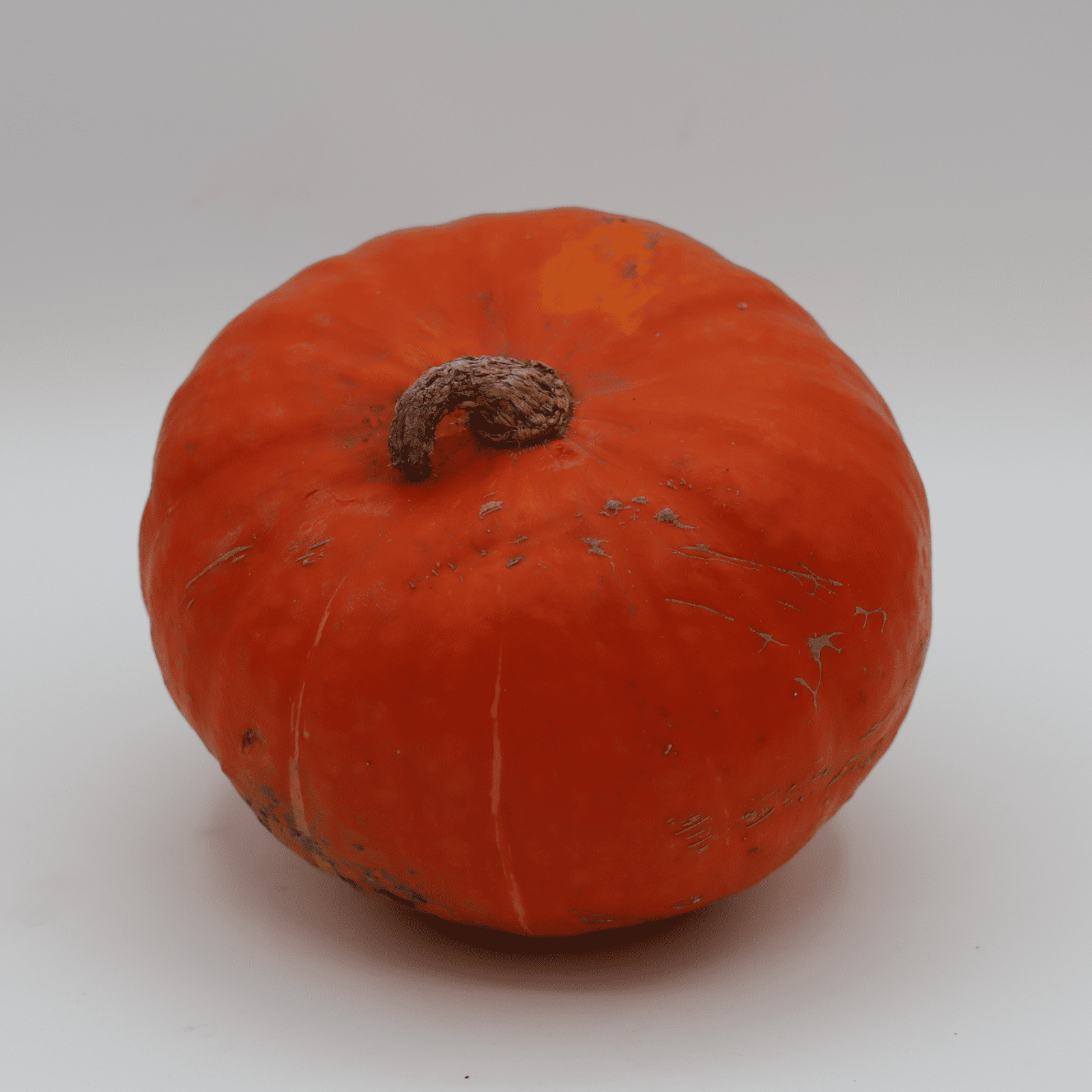 Squash - Gerber Farms - AgriTech North